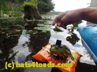 /home//u458753944/public_html/sourcegallery////////Frogs/Bullfrogs 2016-08 Ontario/P8140125.JPG